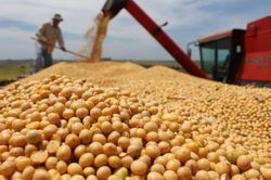 Đậu tương ghi nhận 4/5 phiên tăng giá trong tuần