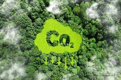 Giá chênh 5 lần, nhà đầu tư ngoại 'săn' tín chỉ carbon rừng Việt Nam: Đâu là điểm nghẽn?