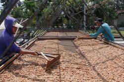 Indonesia tham vọng trở thành trung tâm sản xuất ca cao hàng đầu thế giới