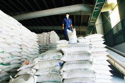 Giá gạo xuất khẩu phục hồi, nhưng cuộc đua giữ vị thế của gạo Việt mới thực sự bắt đầu