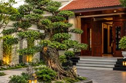 Có nên trồng cây duối trước nhà?