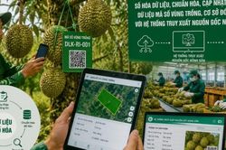 Đắk Lắk triển khai chiến dịch cao điểm '30 ngày đêm' số hóa dữ liệu vùng trồng sầu riêng