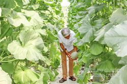 Đẩy mạnh sản xuất hữu cơ, ứng dụng công nghệ cao trên hơn 85.600 ha đất nông nghiệp
