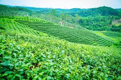 Về nơi 65 năm gìn giữ hương trà tại vùng biên Quảng Ninh