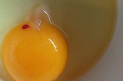 Lòng đỏ trứng gà có đốm máu ăn được không?