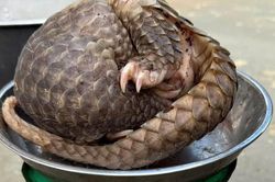 Ph&aacute;t hiện động vật qu&yacute; hiếm đi lạc, người d&acirc;n b&aacute;o cơ quan chức năng