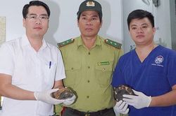 Cứu sống 2 chú rùa quý hiếm, người dân tự nguyện giao kiểm lâm thả về rừng
