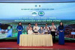 Trồng rừng bền vững để nâng giá trị cho những cánh rừng