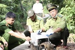 Thả 30 cá thể cầy vòi hương về môi trường tự nhiên