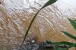 Truy tìm sinh vật lạ, nghi cá sấu nổi trên suối ở Đồng Nai