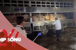 NHỊP SỐNG 24: Xử l&yacute; 2 xe tải chở hơn 200 con heo dương t&iacute;nh với Salbutamol v&agrave;o TPHCM