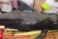 Quảng Ngãi: Cá heo nặng khoảng 300kg dạt vào bờ