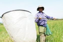 Vợ U70 chở chồng vượt gần 100km, đội nắng săn đặc sản 't&ocirc;m bay'
