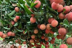 Bắc Ninh đẩy mạnh truyền thông đa nền tảng, nâng tầm thương hiệu vải thiều