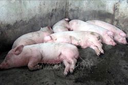 Cà Mau: Dịch tả lợn châu Phi xuất hiện trở lại tại xã Trần Văn Thời