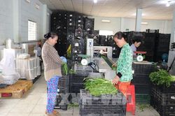 Kinh tế tập thể Đồng Th&aacute;p: Từ lượng sang chất để n&acirc;ng tầm n&ocirc;ng sản