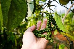 Giá nông sản hôm nay (28/7): Giá cà phê ổn định, hồ tiêu bật tăng
