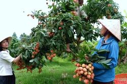 Bắc Ninh: Liên kết chuỗi cung ứng trong xúc tiến tiêu thụ nông sản