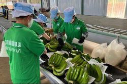 Doanh thu tr&aacute;i c&acirc;y giảm, HAGL vẫn l&atilde;i hơn 1.100 tỷ đồng trong qu&yacute; II nhờ yếu tố bất ngờ