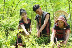 Mang hương rừng xuống phố