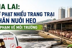 Gia Lai: Xử phạt nhiều trang trại chăn nuôi heo vi phạm về môi trường