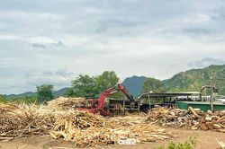 Chủ động thích ứng với quy định chống mất rừng
