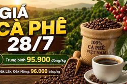 Giá cà phê hôm nay 28/7 neo ở mức 95.900 đồng/kg