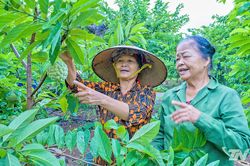 Na La Hi&ecirc;n đầu m&ugrave;a được gi&aacute;