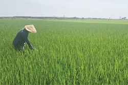 Tích cực phòng ngừa sâu bệnh cho cây lúa