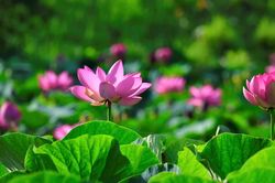 Buôn chuyện, bị Phật rầy