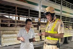 TP. Hồ Ch&iacute; Minh: Ph&aacute;t hiện h&agrave;ng trăm con heo c&oacute; giấy kiểm dịch vẫn dương t&iacute;nh chất cấm Salbutamol