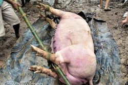 Xã Trần Văn Thời công bố dịch tả heo Châu Phi trên địa bàn