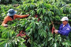 Diện tích sản xuất nông nghiệp hữu cơ ở Lâm Đồng đạt hơn 2 nghìn héc-ta