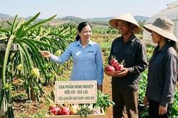 Gia Lai: Đề cử tôn vinh tập thể, cá nhân điển hình tiên tiến vì sự nghiệp phát triển nông nghiệp hữu cơ