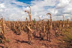 Siêu El Nino có thể gây thiệt hại tới 20 tỷ USD cho các quốc gia châu Phi