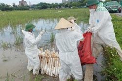 Nghệ An tăng cường phòng chống dịch cúm gia cầm và các bệnh truyền nhiễm trên đàn vật nuôi.