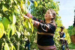 Giá tiêu hôm nay 28/7: Trong nước tăng 500 đồng/kg