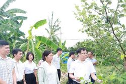 Xã đảo Minh Châu: Chuối tiêu và táo đại đủ điều kiện công nhận đạt chuẩn OCOP 3 sao