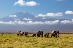Kenya điều tra cái chết bất thường của 15 con voi tại vườn quốc gia