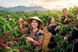 Giá cà phê hôm nay 29.7.2026 tăng tiếp, cao nhất 96.600 đồng/kg