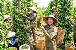 Giá hồ tiêu hôm nay 29.7.2026: Nhiều vùng tăng 1.000 đồng/kg