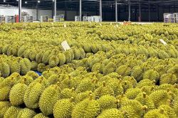 Ngành rau quả lần đầu vượt 1 tỉ USD/tháng, cảnh báo từ việc thu hồi mã số vùng trồng