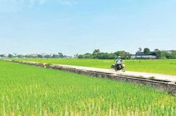 Hoàn thành gieo cấy vụ lúa mùa 2026