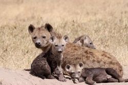 Trong thế giới linh cẩu đốm: Con cái mới là kẻ thống trị tuyệt đối