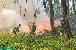 Ngăn chặn nguy cơ cháy rừng trong cao điểm mùa khô