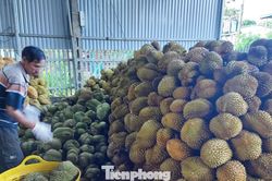 Vụ Thứ trưởng NN&MT bị bắt: Tức nghẹn 'giấy phép con' xuất khẩu sầu riêng