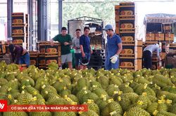 Vì sao Đắk Lắk chưa chốt phương án khai mạc Lễ hội Sầu riêng?
