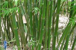 Trung Quốc tìm ra 'vũ khí' mới để chặn sa mạc hóa