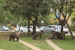 Bệnh dại tại Israel tăng báo động khi động vật hoang dã tràn vào đô thị