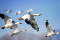 Virus H5N1 lây lan trong quần thể chim bản địa tại Australia